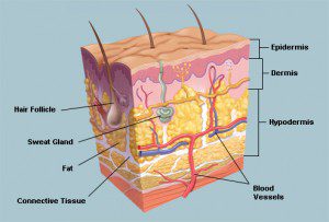 ساختار پوست و رفع سلولیت