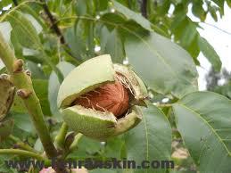 خواص گردو