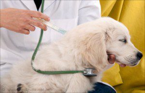 حیوانات خانگی