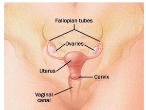علائم و علت کیست های تخمدانی