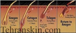 بیولوژی رشد مو