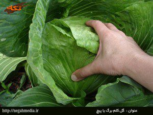 برگ کلم پیچ و سرکه انگور