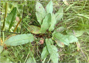 خواس گیاه غازیاقی