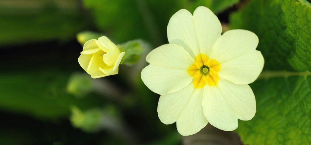 خواص روغن گل مغربی یا پامچال