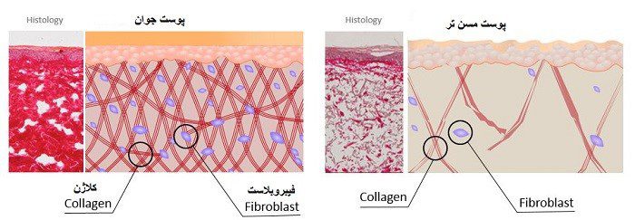 فیبروبلاست، کلاژن، بافت چربی،
