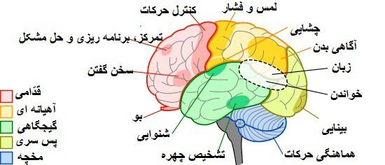 بهترین درمان افسردگی و اثر مناطق مغزی