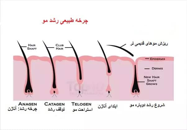 چرخه طبیعی رشد مو: آناژن...