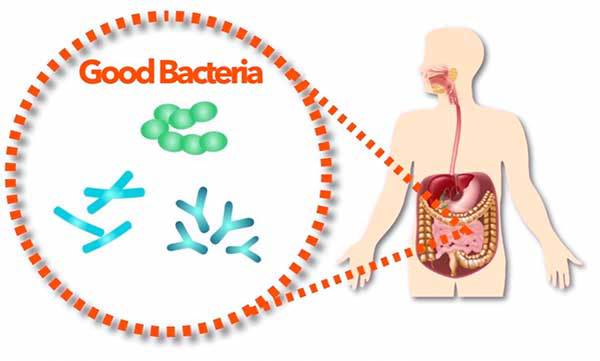 فواید پروبیوتیک