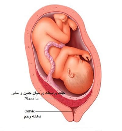 اثر ویروس اچ پی وی روی جفت در جنین