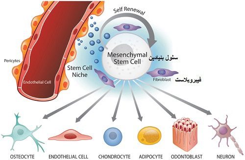 سلول بنیادین و رفع سلولیت