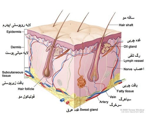 ساختار ظریف زیر پوست ما