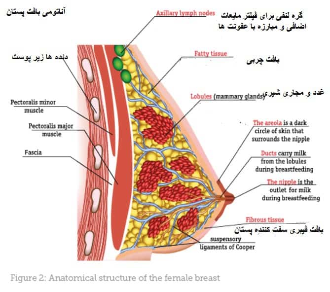 بهترین مرکز طب سوزنی سینه و پستان ها