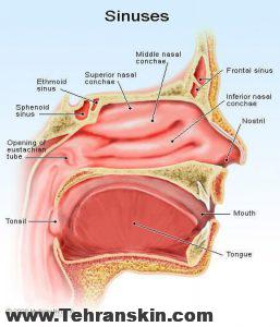 جزئیات سینوس و بینی انسان
