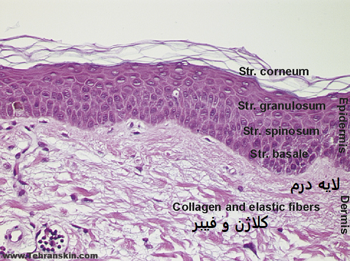 اثر پلاسما جت بر کلاژن سازی در پوست