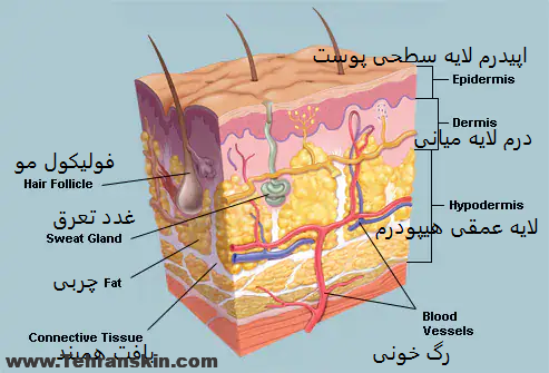 what endolift does under your skin - از صفر تا صد اندولیفت صورت: بهترین متخصص اندولیفت تهران+فیلم، عکس